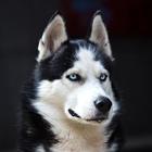 Icona Siberian Husky Dog Wallpapers