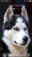 Poster Siberian Husky Dog Wallpapers