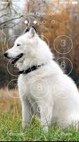 3 Schermata Siberian Husky Dog Wallpapers