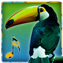 鸟的声音 - 铃声 APK