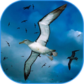 Bird LiveWallpaper