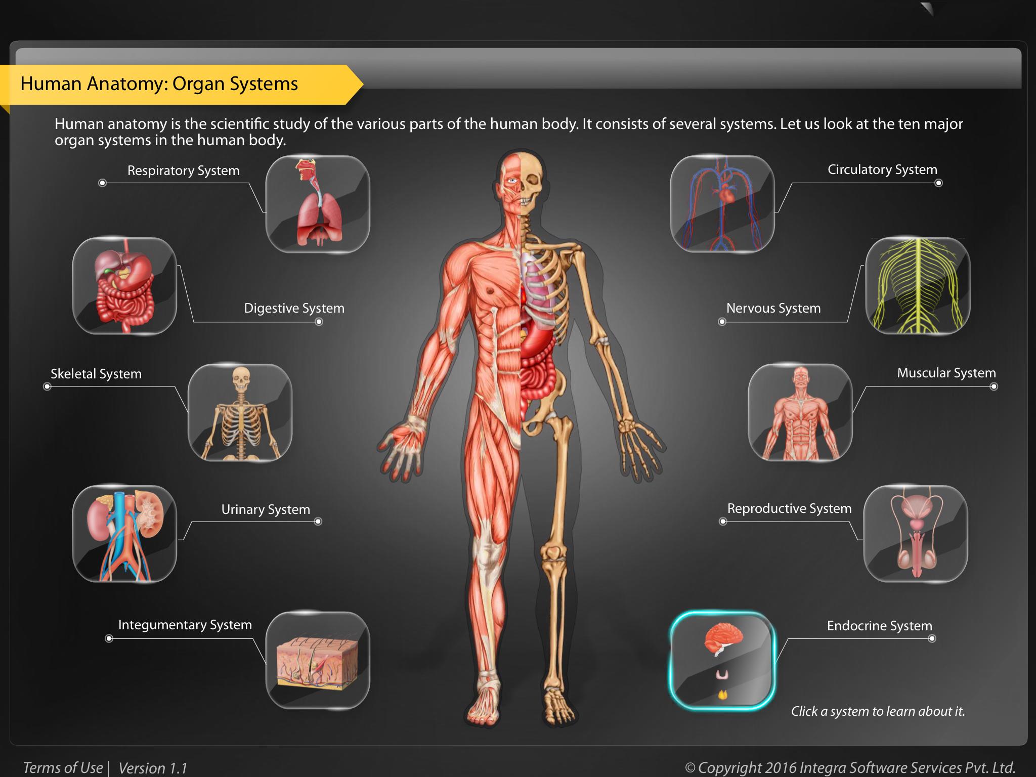 Анатомия человека 1. Системы органов челове. Программа анатомия человека 3d. Изучение анатомии человека с нуля. Анатомия человека учить.