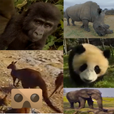 Wild Life Animals VR 360 icône