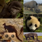 Wild Life Animals VR 360 أيقونة