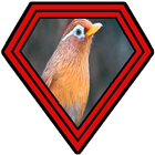 Suara Burung Wambi (Hwamei) icon