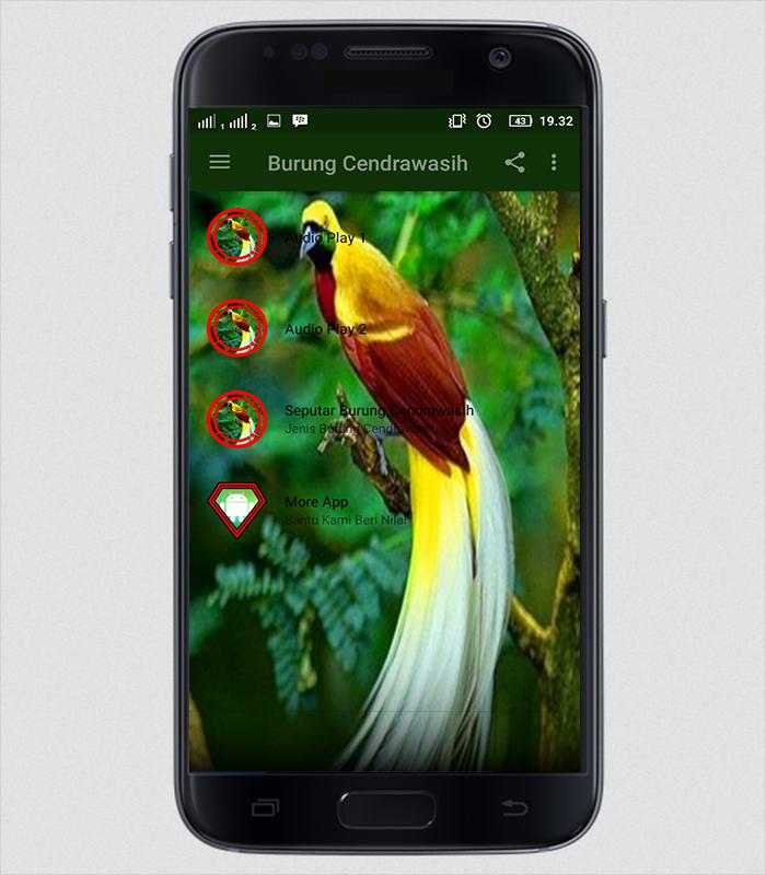 Suara Burung Cendrawasih For Android Apk Download