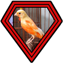 Suara Burung Loper Master APK
