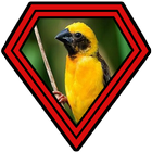 Suara Burung Manyar ícone