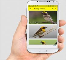 Suara Burung Manyar capture d'écran 1