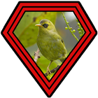 Suara Burung Opior (Pia Pia) biểu tượng