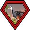 Suara Burung Ruak Ruak