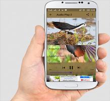 Suara Burung Ruak Ruak screenshot 2