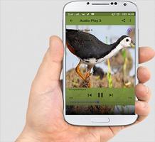 Suara Burung Ruak Ruak screenshot 3