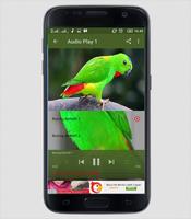 Suara Burung Serindit screenshot 2