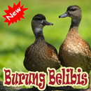 OCEHAN BURUNG BELIBIS APK