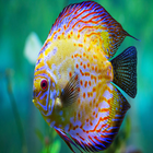 Discus Fish Secrets icon