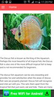 Discus Fish Secrets ポスター