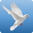 Jingle Dove icon