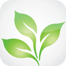 Cassava APK