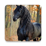 Horse Magazine icon