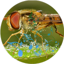 Insect sounds APK