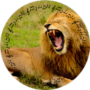 Lion roar APK