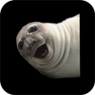 Selfie Seal