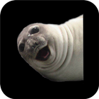 Selfie Seal icône
