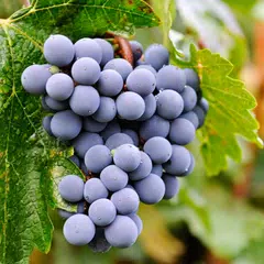 Статьи о винограде