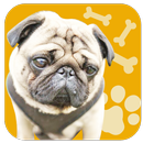 Wash Pug - kids games APK