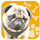Wash Pug - kids games