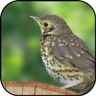 Thrush wallpapers icon