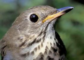 Thrush wallpapers poster