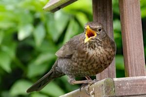 Thrush wallpapers screenshot 1