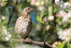 Thrush wallpapers screenshot 2