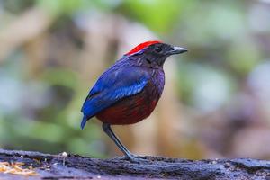 Thrush wallpapers screenshot 3