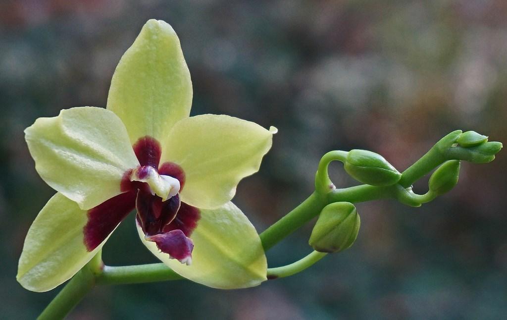 Tropische Orchideen Hintergrundbilder Fur Android Apk Herunterladen