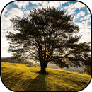 Arbre fond d'écran et fond APK