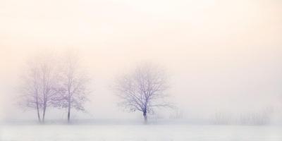 Tree wallpapers screenshot 2