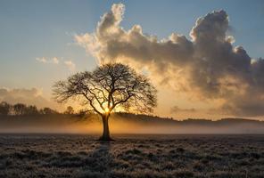 Arbre fond d'écran et fond capture d'écran 3