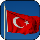 Hình nền gà tây và hình nền APK