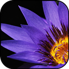 Violet wallpapers آئیکن