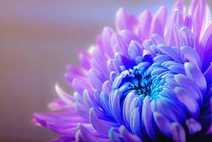 Violet wallpapers پوسٹر