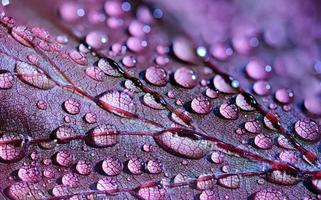 Violet wallpapers اسکرین شاٹ 1