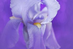Violet wallpapers اسکرین شاٹ 2