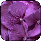 Papéis de parede de flores vio ícone