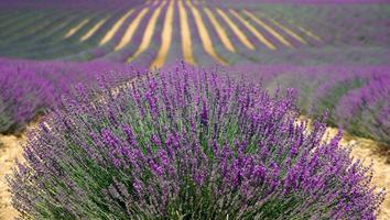 Papéis de parede de flores vio imagem de tela 3