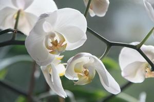 White wallpapers 截圖 2