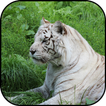 White tiger wallpapers