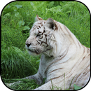 Tigre blanc fonds d'écran et b APK